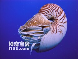 Nautilus