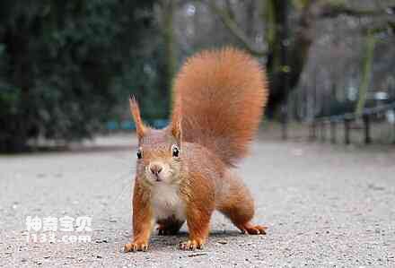 Detailed information and living habits of squirrels