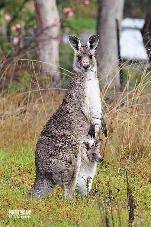 Detailed information and living habits of kangaroos