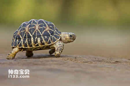 Detailed information and living habits of turtles