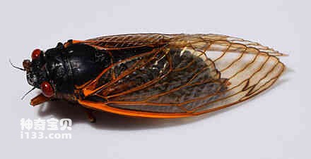 Detailed information and living habits of cicadas