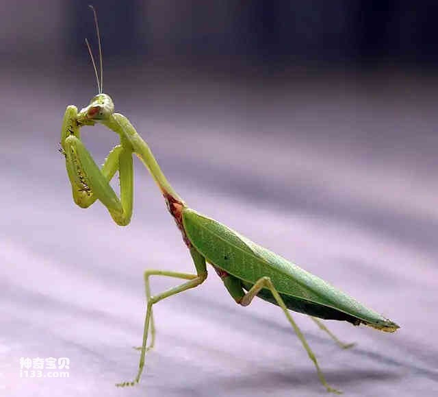 Detailed information and living habits of mantis