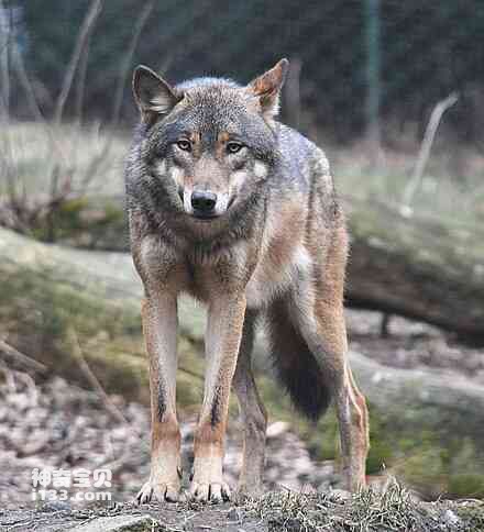 Detailed information and living habits of wolves