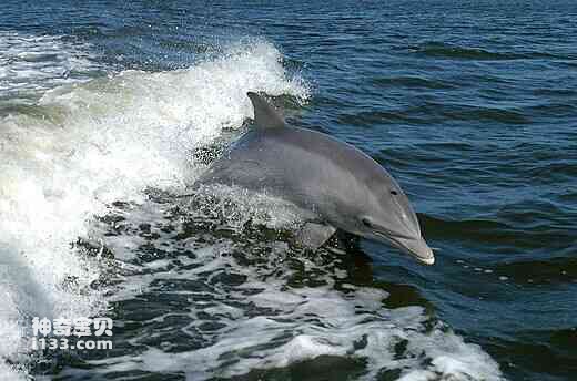 Detailed information and living habits of dolphins