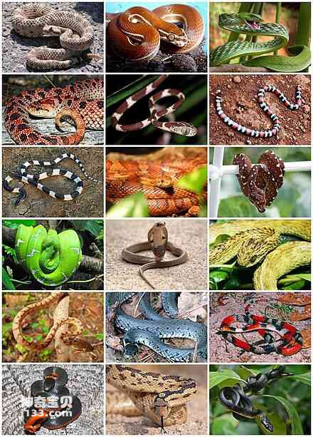 Detailed information and living habits of snakes
