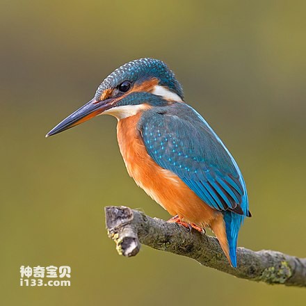 Detailed information and living habits of kingfishers
