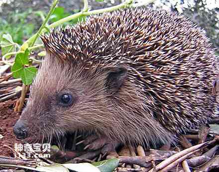 Detailed information and living habits of hedgehogs