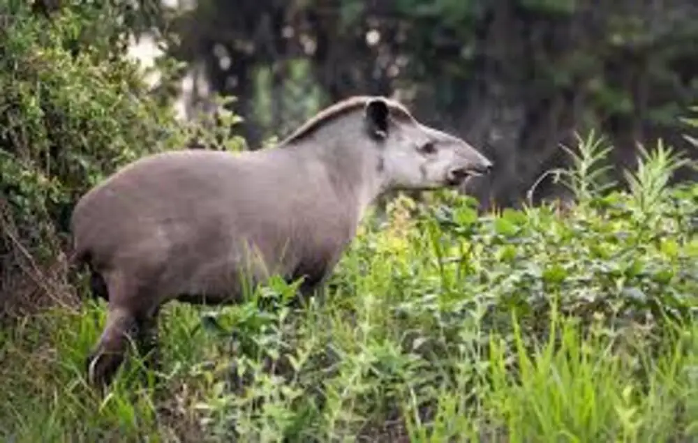 Tapirus