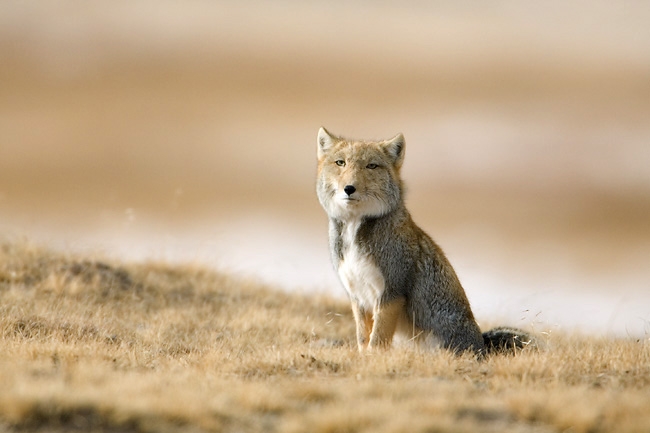 Vulpes ferrilata