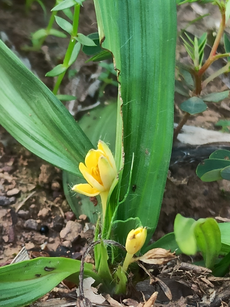 Curculigo orchioides: The Fiery Root Hidden in the Shade