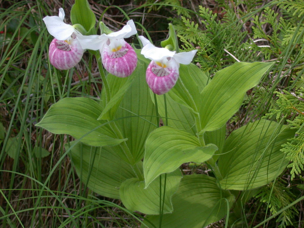 Cypripedium reginae (Showy Lady’s Slipper): The Queen Orchid of North America