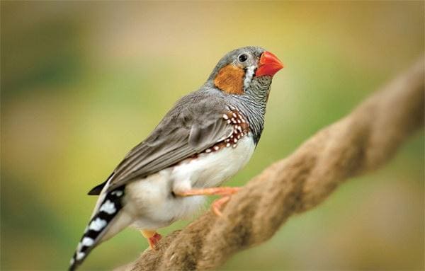 Zebra Finch