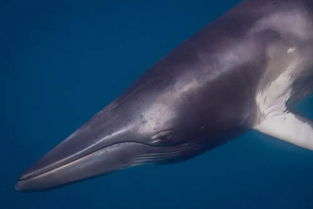Minke Whale