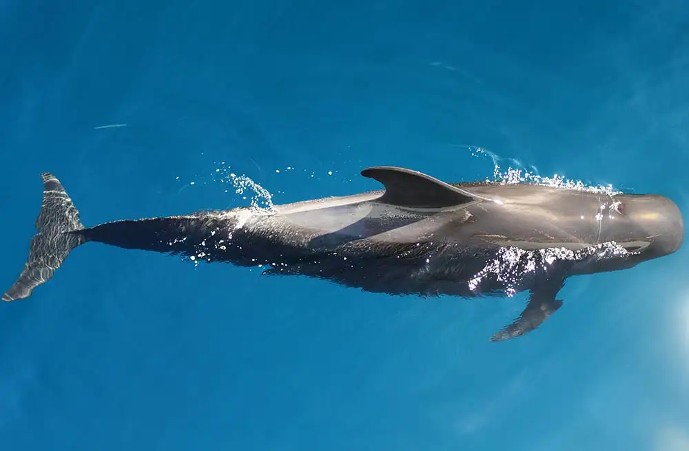 Pilot Whales