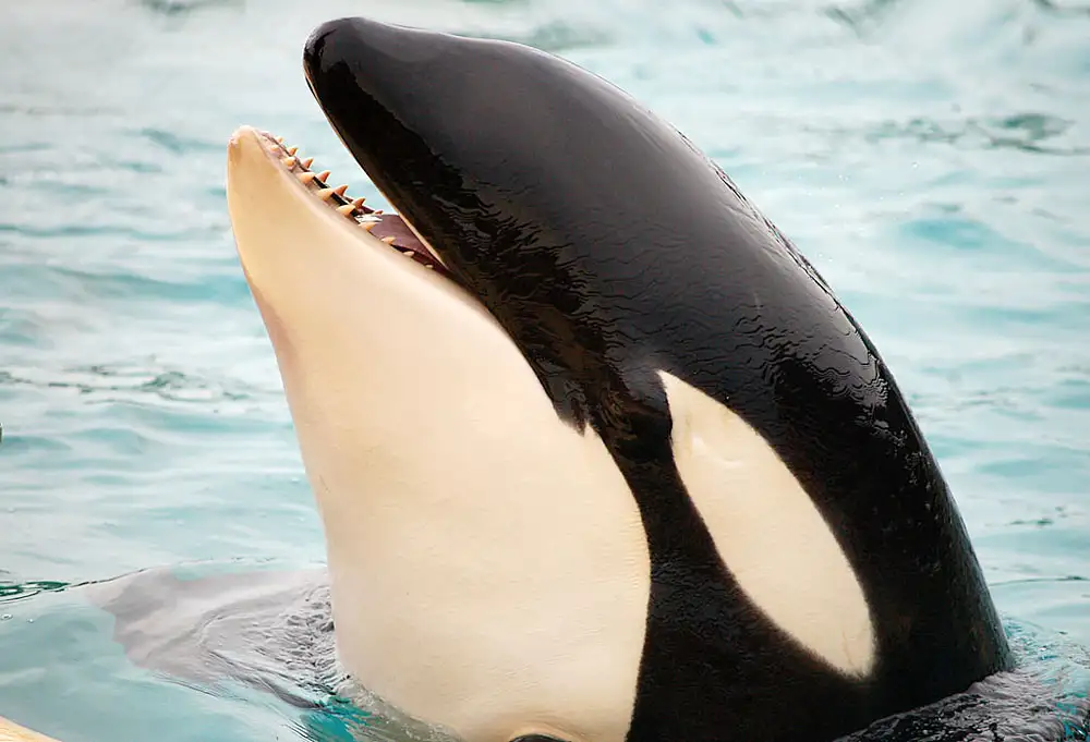 Orca (Killer Whale)