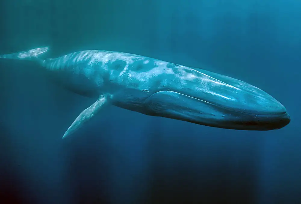 Blue Whale