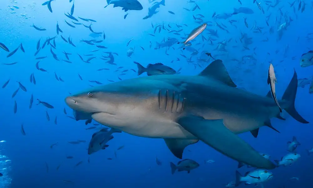 Bull Shark