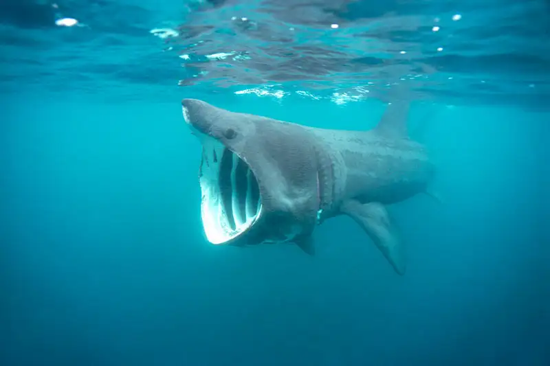 Megamouth Shark