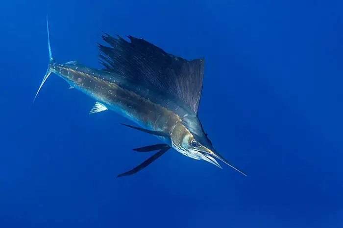 Sailfish