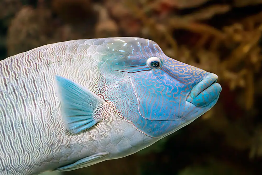 Humphead Wrasse