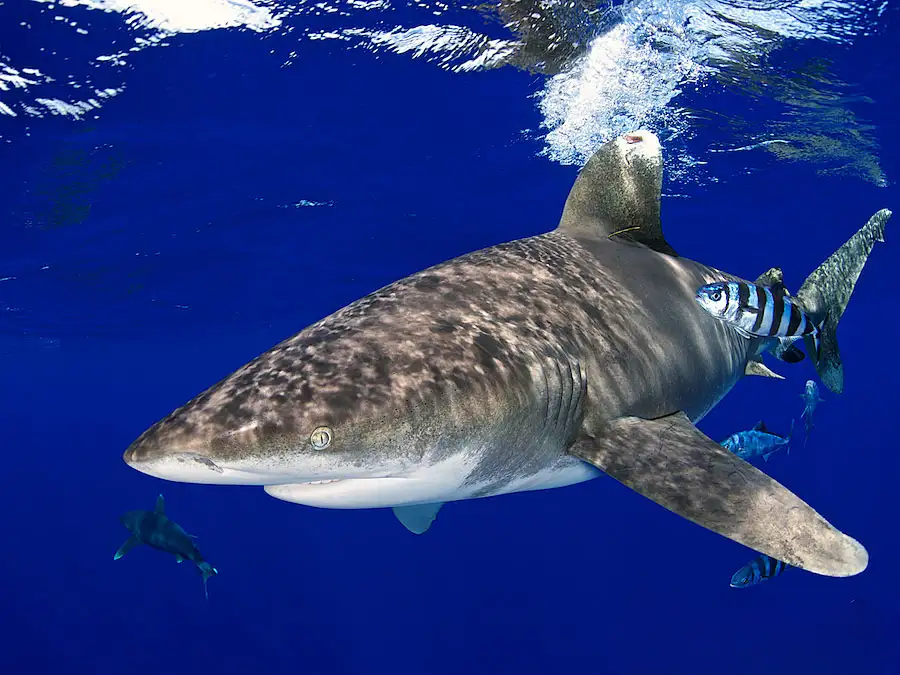 Whitetip Reef Shark
