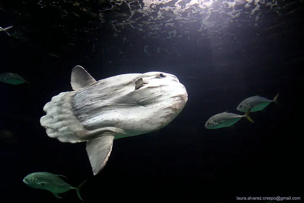Ocean Sunfish