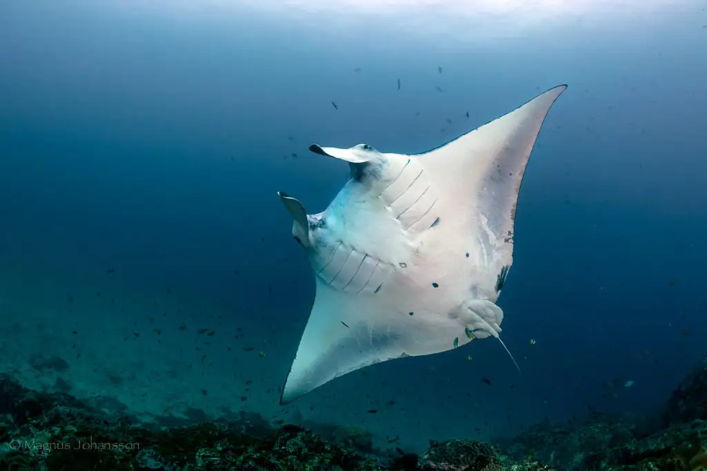 Giant Oceanic Manta Ray