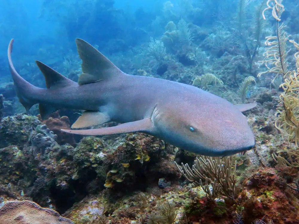 Nurse Shark