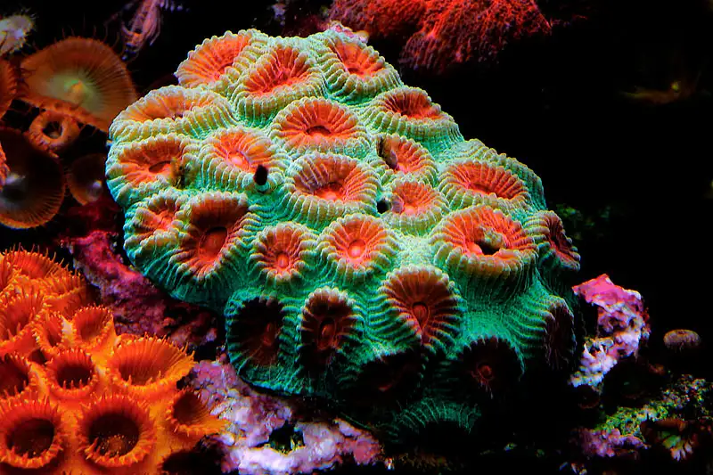 Elegant Honeycomb Coral