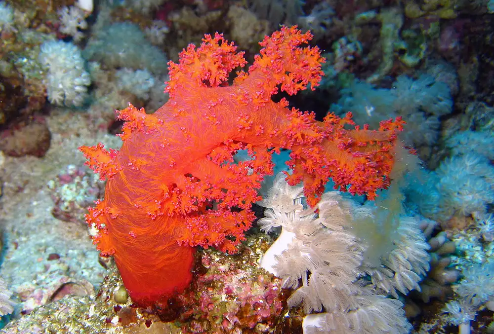 Carnation Soft Coral