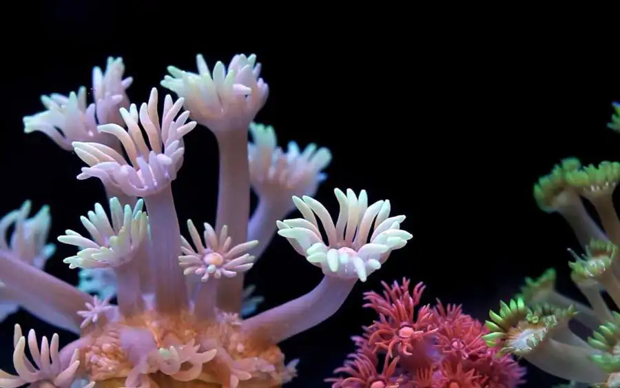 Lobed Flowerpot Coral