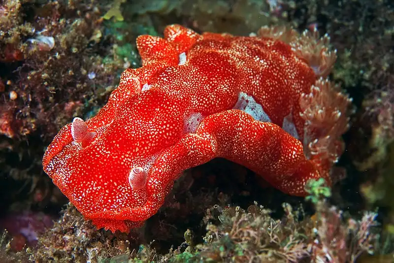 Spanish Dancer Nudibranch