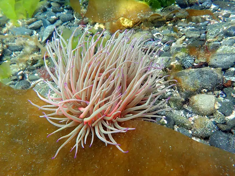 Sea Anemones