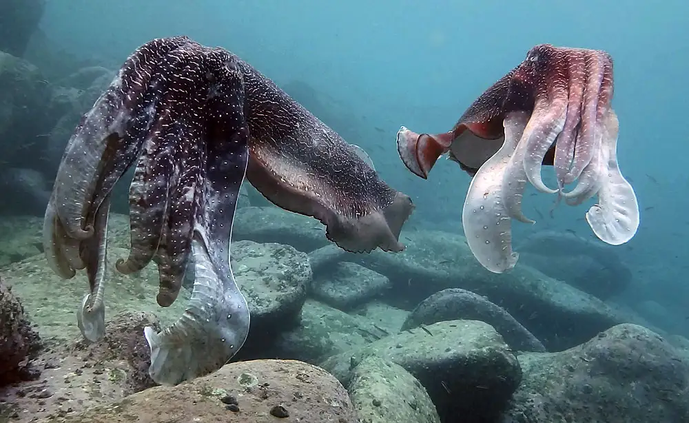 Giant Australian Cuttlefish