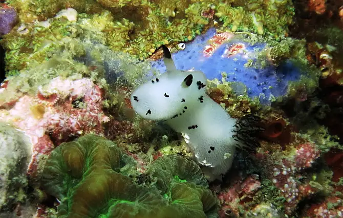 Jorunna funebris (Dotted Nudibranch)