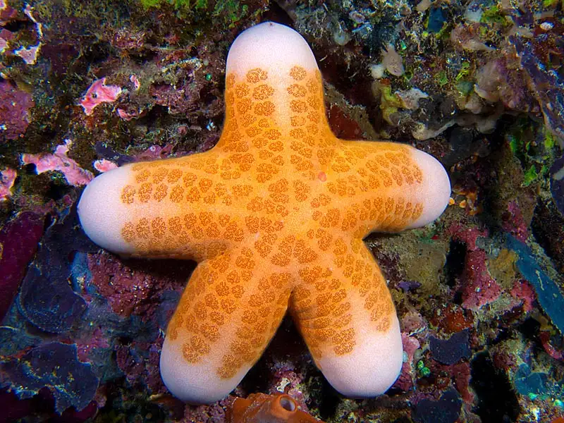 Choriaster granulatus (Granulated Sea Star)