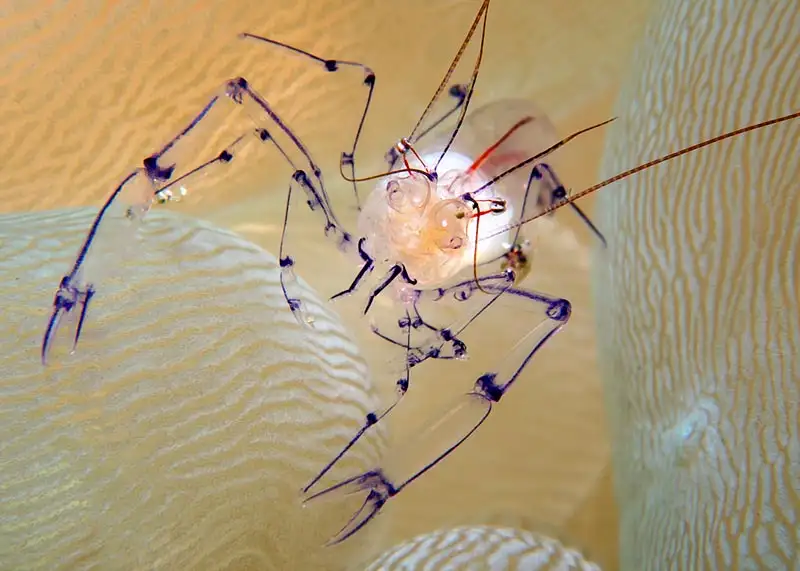 Vir philippinensis (Philippine Anemone Shrimp)