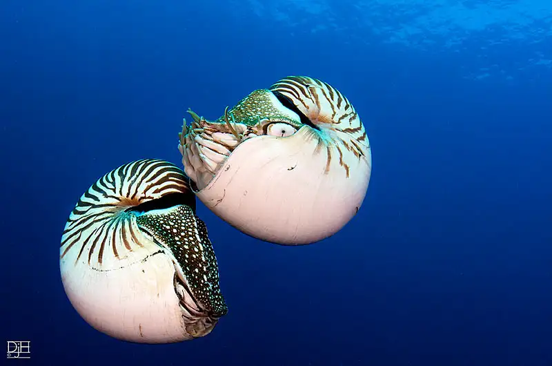 Nautiloidea (Subclass · Overview)