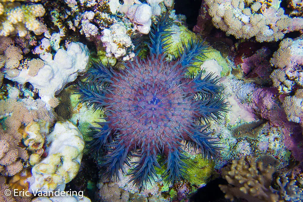 Crown‑of‑thorns Starfish