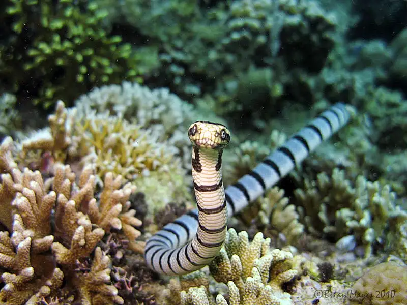 Sea Snakes (Group Overview)