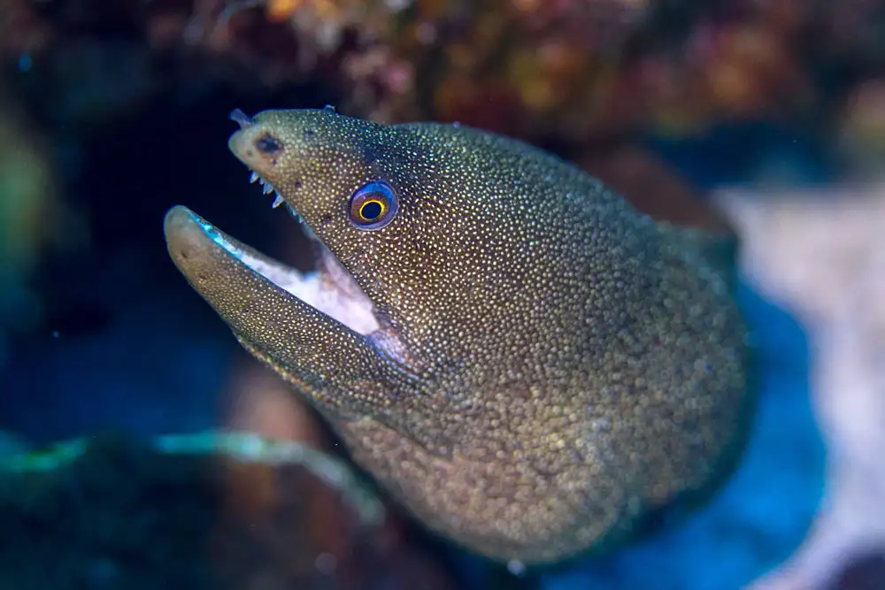 Echidna nebulosa (Snowflake Moray)｜syn. Muraena pardalis