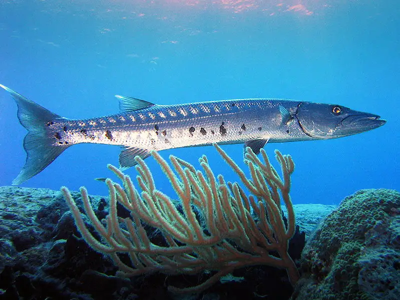Barracudas