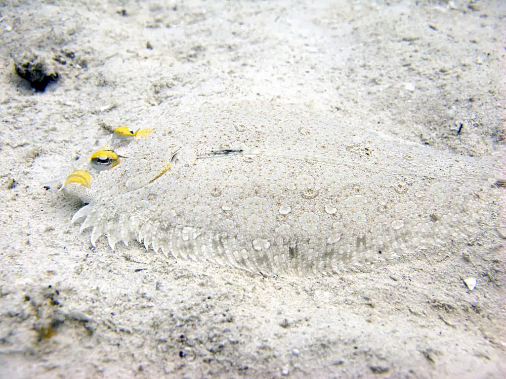 Pleuronectiformes (Flatfishes · Order Overview)