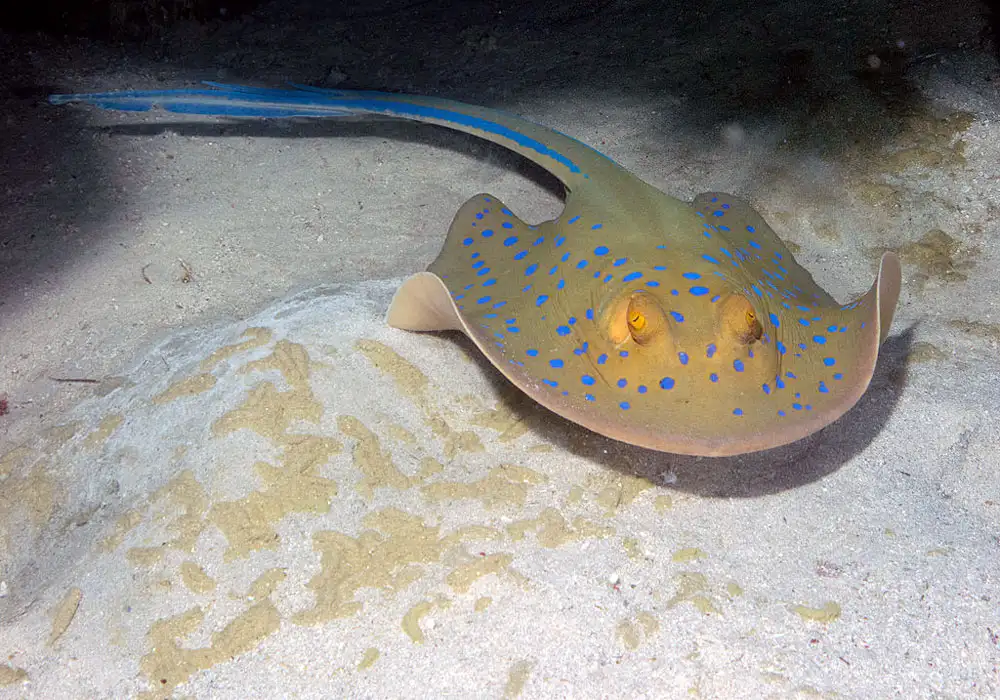 Japanese Red Stingray (Hemitrygon akajei｜syn. Dasyatis akajei)
