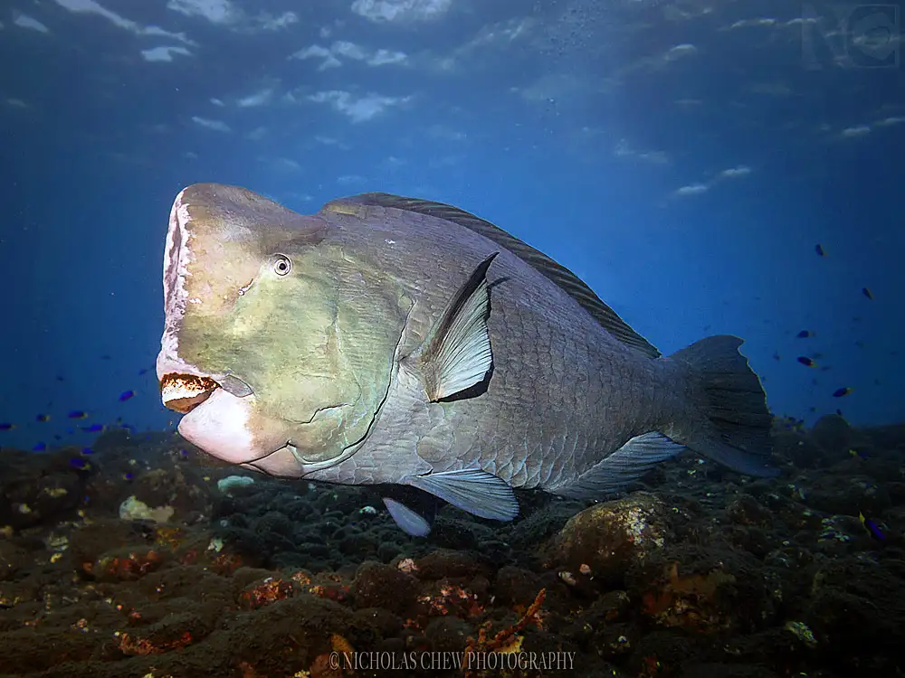 Bolbometopon muricatum (Bumphead Parrotfish)
