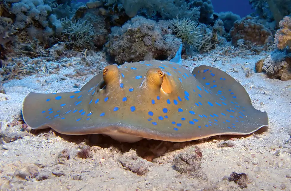 Rajiformes (Skates · Order Overview)