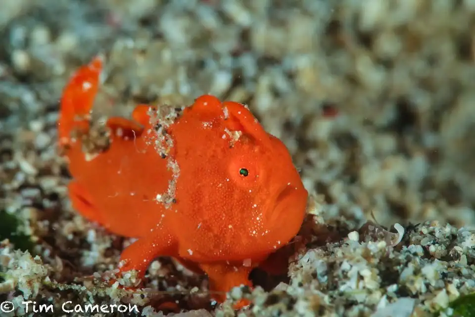 Antennarius (Frogfishes · Genus Overview)