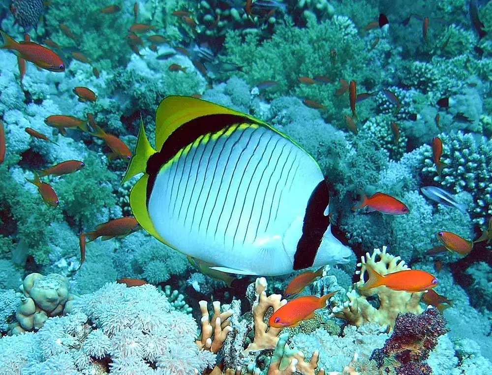 Chaetodontidae (Butterflyfishes · Family Overview)