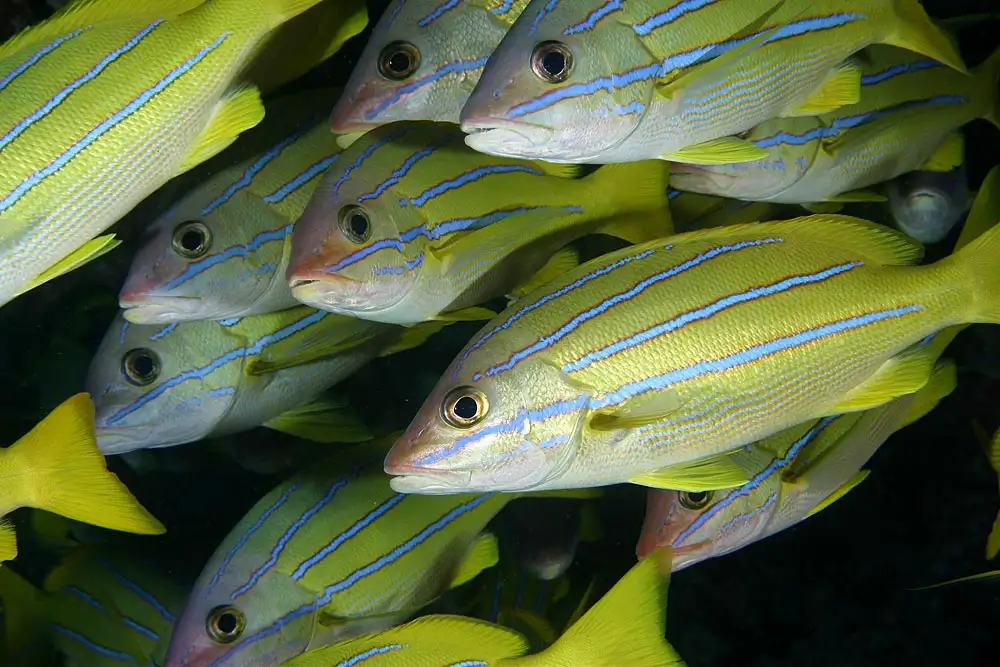 Lutjanus quinquelineatus (Five‑lined Snapper)
