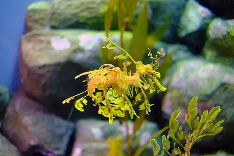 Leafy Seadragon